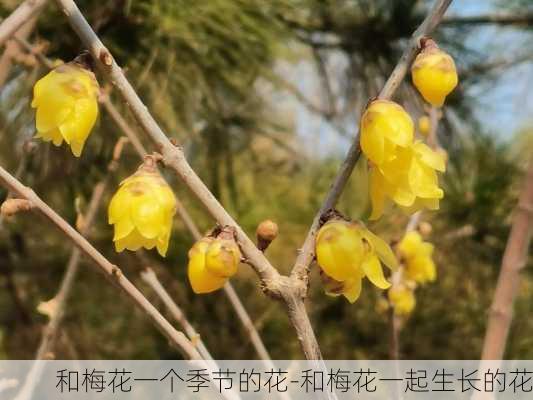 和梅花一个季节的花-和梅花一起生长的花