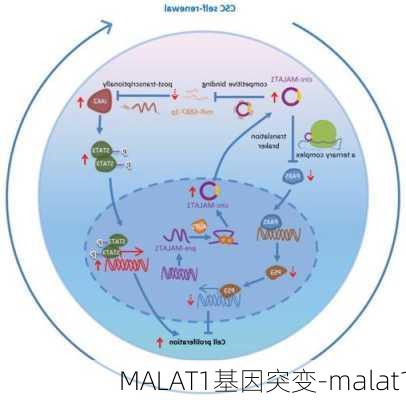 MALAT1基因突变-malat1