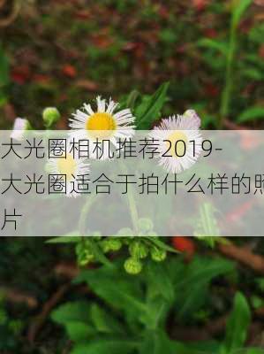 大光圈相机推荐2019-大光圈适合于拍什么样的照片