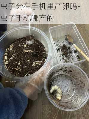 虫子会在手机里产卵吗-虫子手机哪产的